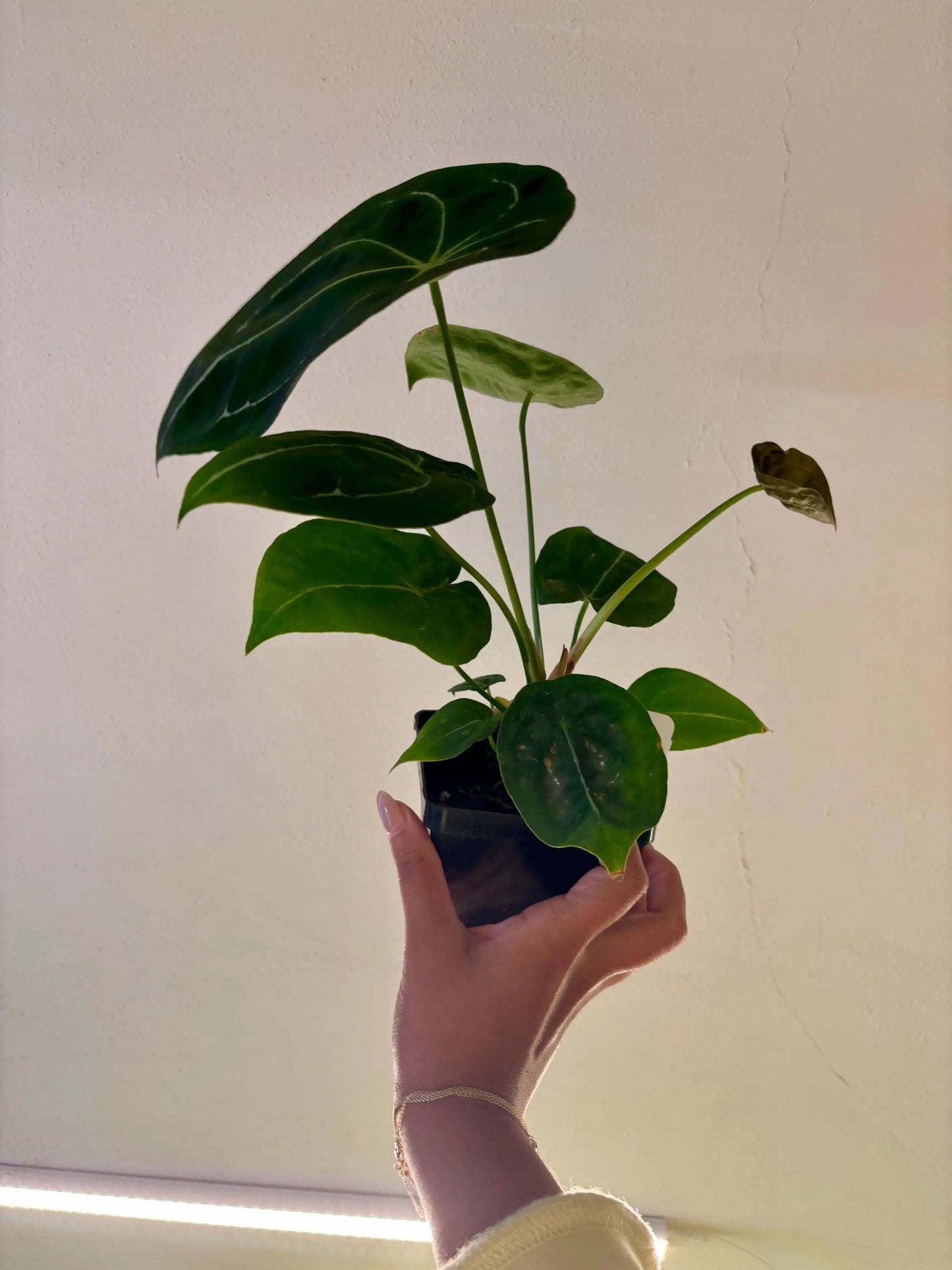 Anthurium Vittarfolium x Forgetti 4"