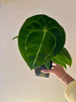 Anthurium Vittarfolium x Forgetti 4"