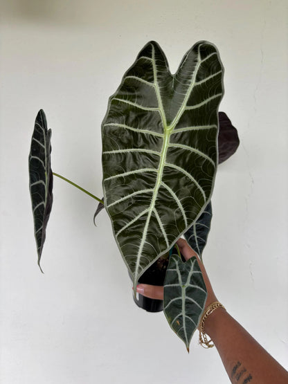 Alocasia Watsoniana 4”