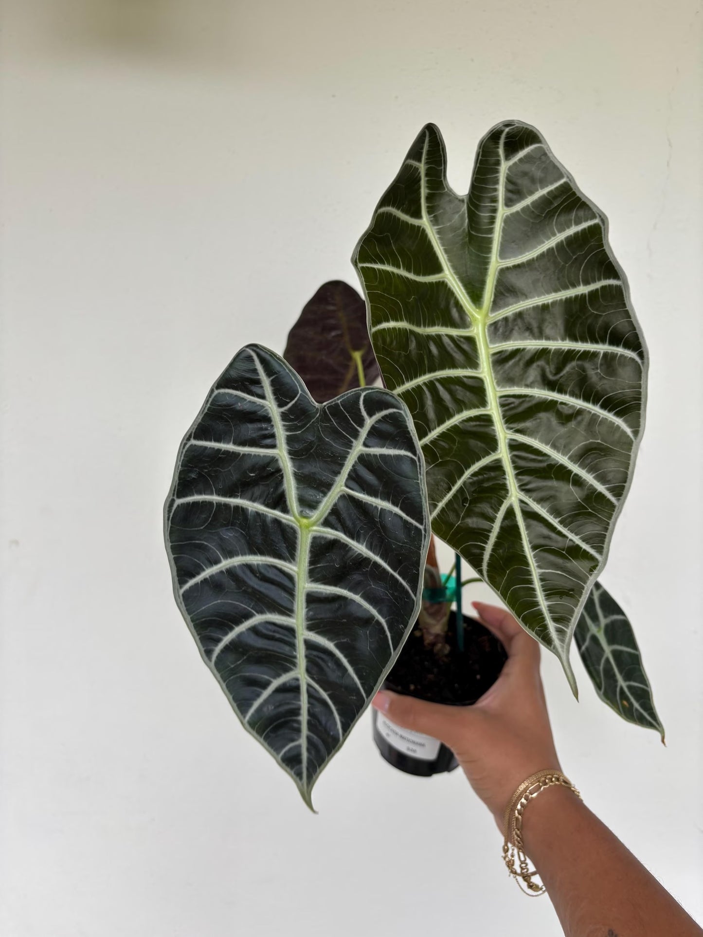 Alocasia Watsoniana 4”