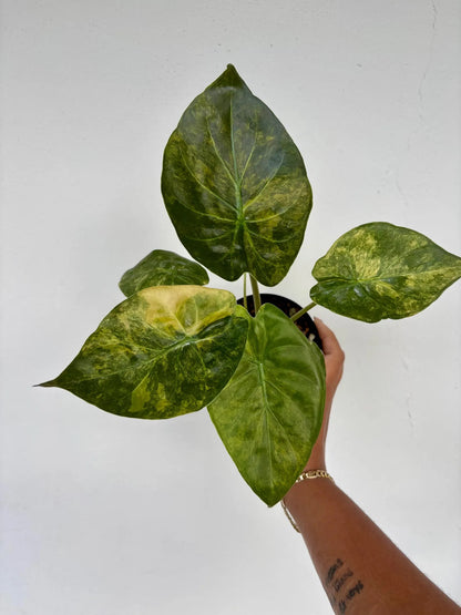 Alocasia Wentii Variegated 4"