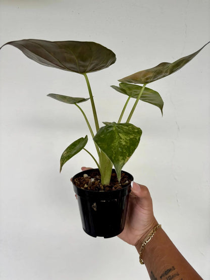 Alocasia Wentii Variegated 4"